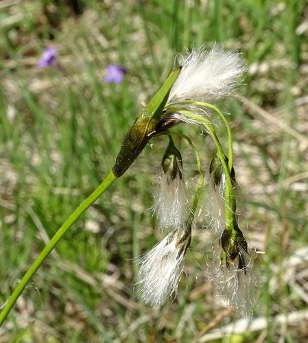 Pflanzenbild gross Breitblättriges Wollgras - Eriophorum latifolium