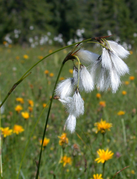 Pflanzenbild gross Breitblättriges Wollgras - Eriophorum latifolium