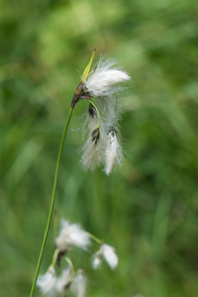 Pflanzenbild gross Breitblättriges Wollgras - Eriophorum latifolium