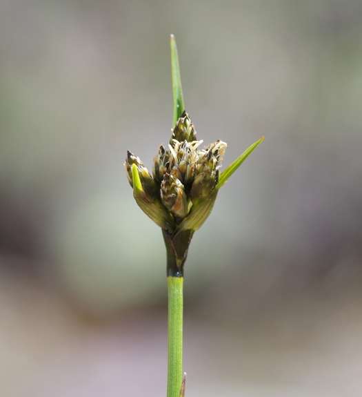 Pflanzenbild gross Breitblättriges Wollgras - Eriophorum latifolium