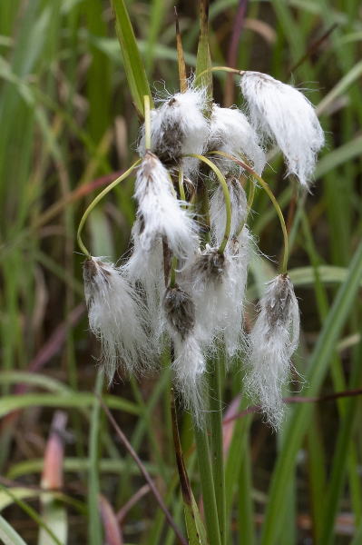Pflanzenbild gross Schmalblättriges Wollgras - Eriophorum angustifolium