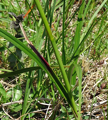 Pflanzenbild gross Schmalblättriges Wollgras - Eriophorum angustifolium
