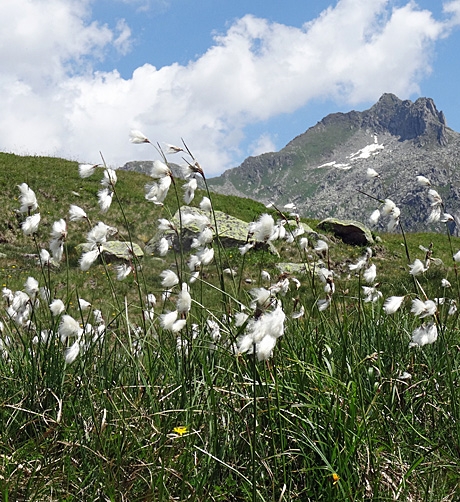 Pflanzenbild gross Schmalblättriges Wollgras - Eriophorum angustifolium