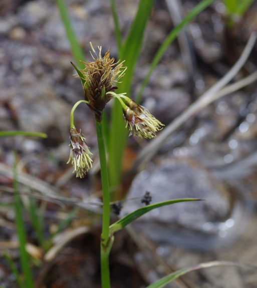 Pflanzenbild gross Schmalblättriges Wollgras - Eriophorum angustifolium