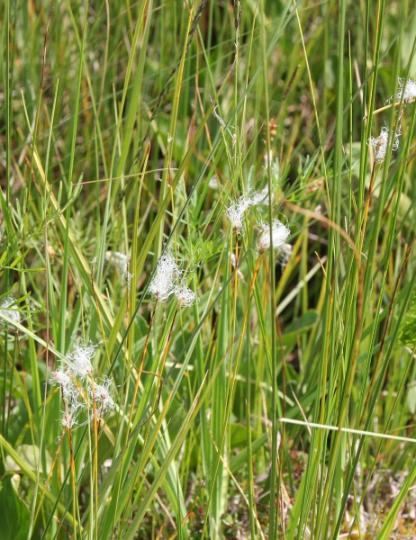 Pflanzenbild gross Alpen-Haarbinse - Trichophorum alpinum