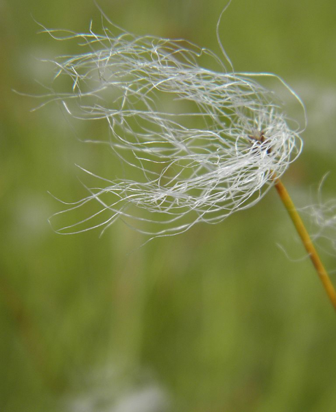 Pflanzenbild gross Alpen-Haarbinse - Trichophorum alpinum