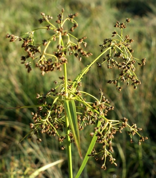 Pflanzenbild gross Waldbinse - Scirpus sylvaticus