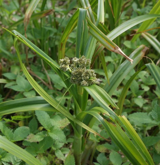 Pflanzenbild gross Waldbinse - Scirpus sylvaticus