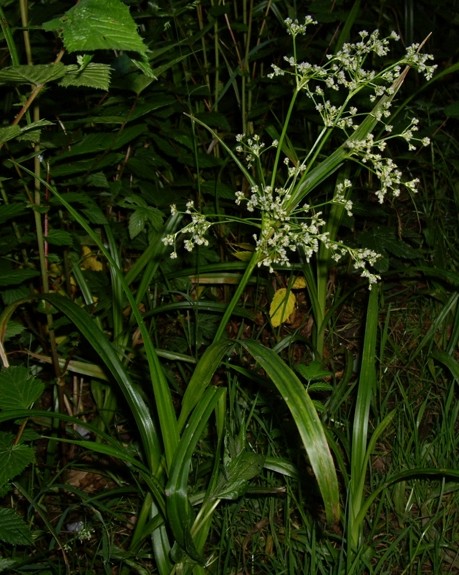 Pflanzenbild gross Waldbinse - Scirpus sylvaticus