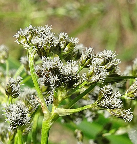 Pflanzenbild gross Waldbinse - Scirpus sylvaticus