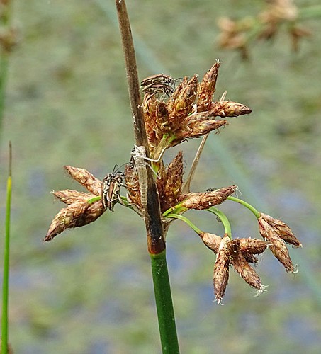 Pflanzenbild gross See-Flechtbinse - Schoenoplectus lacustris