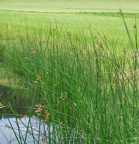 Pflanzenbild gross See-Flechtbinse - Schoenoplectus lacustris