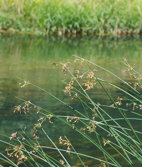 Pflanzenbild gross See-Flechtbinse - Schoenoplectus lacustris