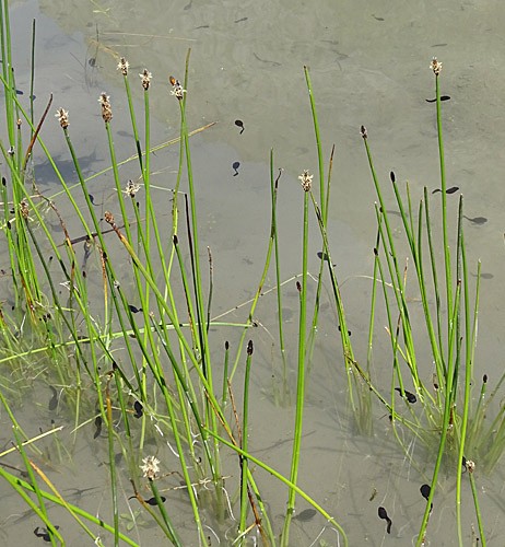 Pflanzenbild gross Gewöhnliche Sumpfbinse - Eleocharis palustris