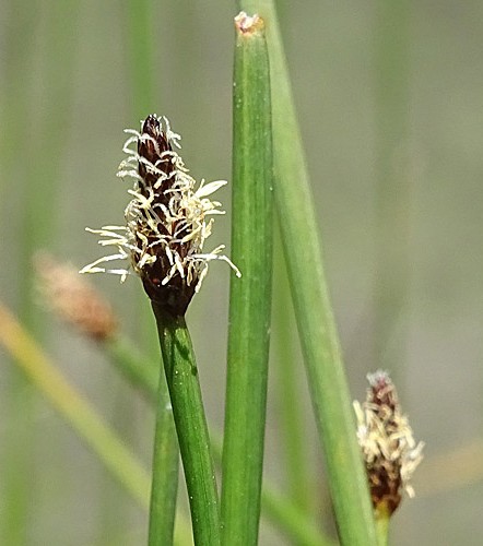 Pflanzenbild gross Gewöhnliche Sumpfbinse - Eleocharis palustris