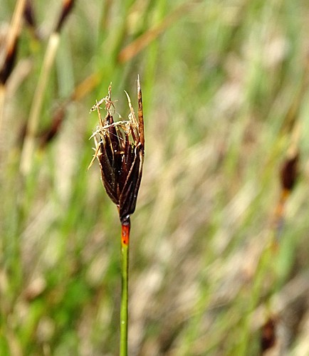 Pflanzenbild gross Rostrote Kopfbinse - Schoenus ferrugineus