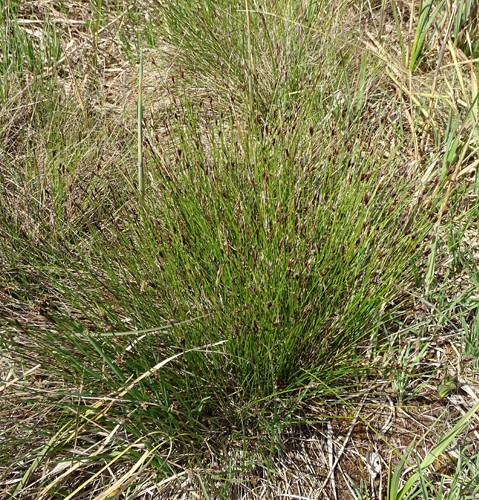 Pflanzenbild gross Rostrote Kopfbinse - Schoenus ferrugineus