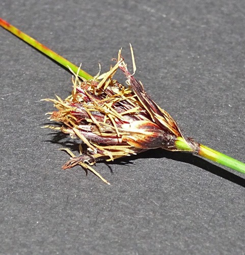 Pflanzenbild gross Schwärzliche Kopfbinse - Schoenus nigricans