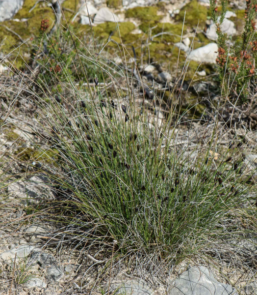 Pflanzenbild gross Schwärzliche Kopfbinse - Schoenus nigricans