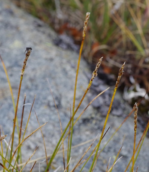 Pflanzenbild gross Nacktried - Elyna myosuroides