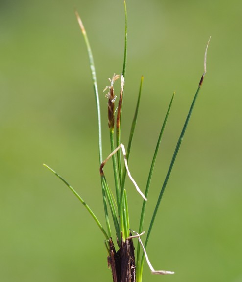 Pflanzenbild gross Nacktried - Elyna myosuroides