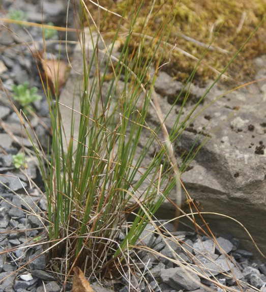 Pflanzenbild gross Nacktried - Elyna myosuroides