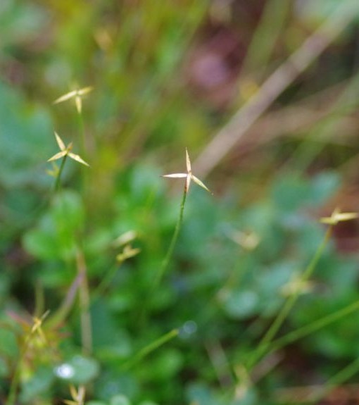 Pflanzenbild gross Wenigblütige Segge - Carex pauciflora