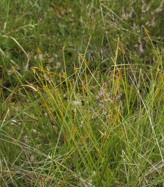 Pflanzenbild gross Wenigblütige Segge - Carex pauciflora