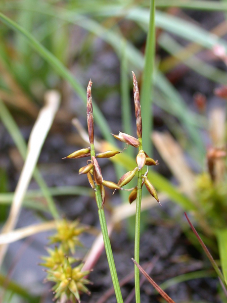 Pflanzenbild gross Wenigblütige Segge - Carex pauciflora