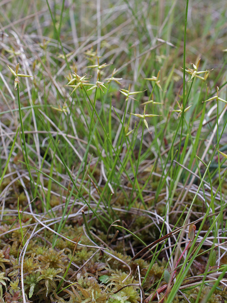 Pflanzenbild gross Wenigblütige Segge - Carex pauciflora