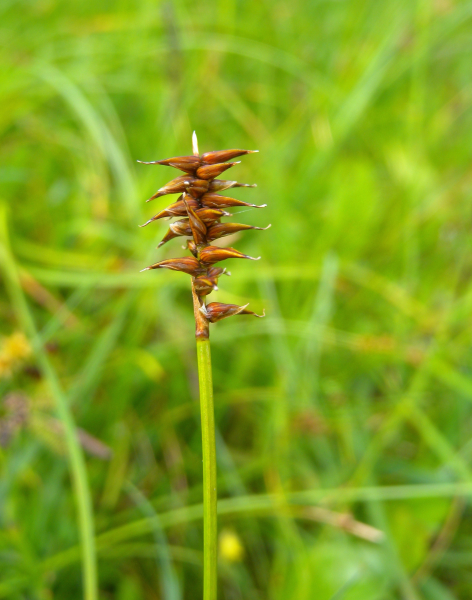 Pflanzenbild gross Davalls Segge - Carex davalliana