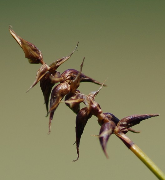 Pflanzenbild gross Davalls Segge - Carex davalliana