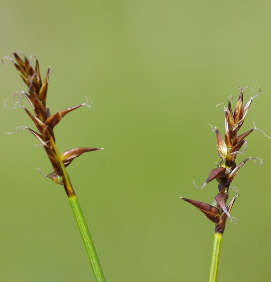 Pflanzenbild gross Davalls Segge - Carex davalliana