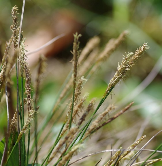 Pflanzenbild gross Davalls Segge - Carex davalliana