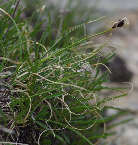 Pflanzenbild gross Krumm-Segge - Carex curvula