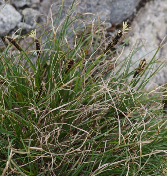 Pflanzenbild gross Krumm-Segge - Carex curvula