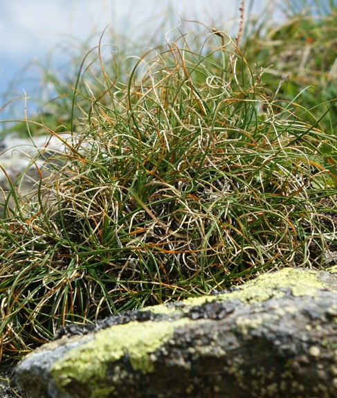 Pflanzenbild gross Krumm-Segge - Carex curvula