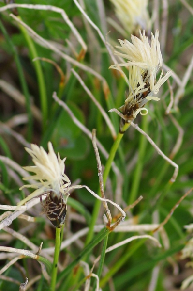 Pflanzenbild gross Krumm-Segge - Carex curvula