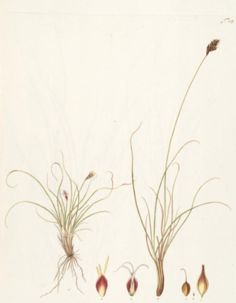 Pflanzenbild gross Krumm-Segge - Carex curvula