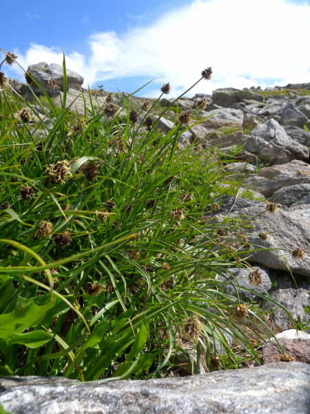 Pflanzenbild gross Schneetälchen-Segge - Carex foetida