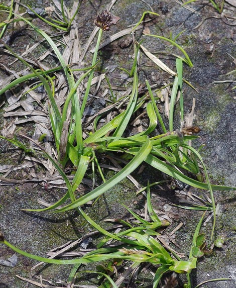 Pflanzenbild gross Schneetälchen-Segge - Carex foetida