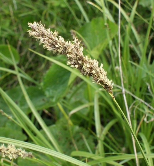 Pflanzenbild gross Rispen-Segge - Carex paniculata
