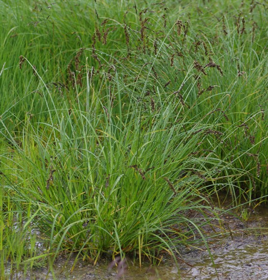 Pflanzenbild gross Rispen-Segge - Carex paniculata