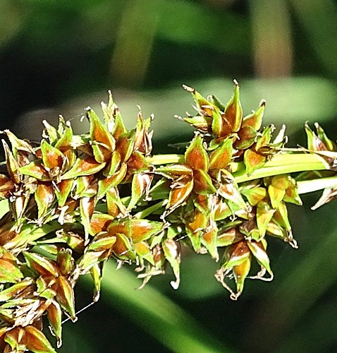 Pflanzenbild gross Rispen-Segge - Carex paniculata