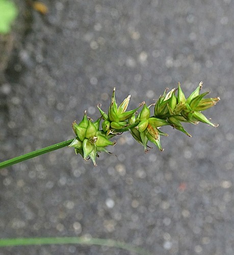 Pflanzenbild gross Stachel-Segge - Carex muricata aggr.