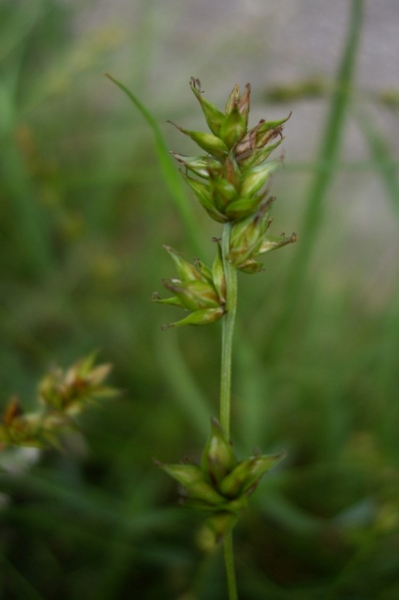Pflanzenbild gross Stachel-Segge - Carex muricata aggr.
