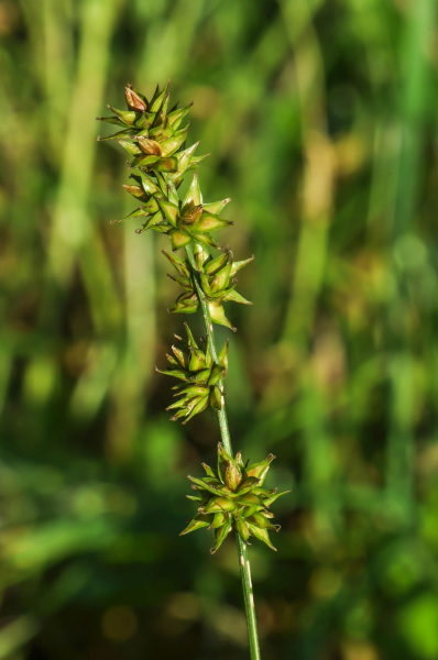 Pflanzenbild gross Stachel-Segge - Carex muricata aggr.