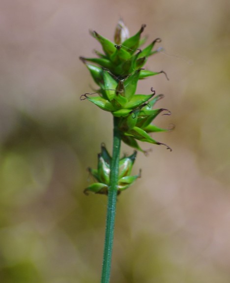 Pflanzenbild gross Stachel-Segge - Carex muricata aggr.