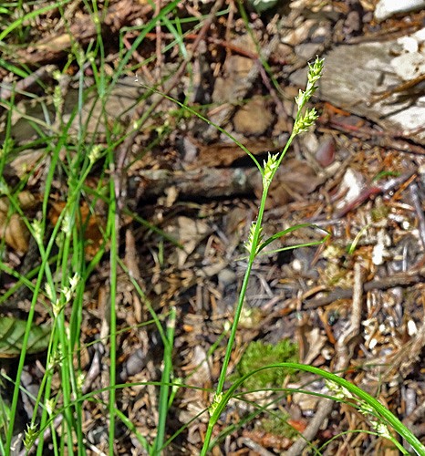 Pflanzenbild gross Lockerährige Segge - Carex remota
