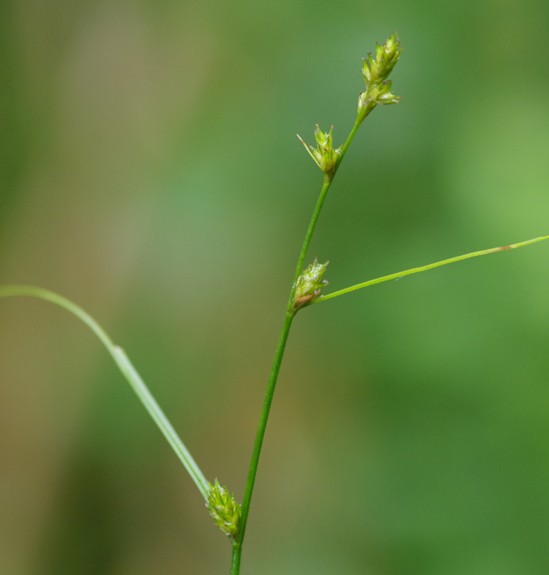 Pflanzenbild gross Lockerährige Segge - Carex remota